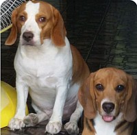 บริการรับส่งสัตว์เลี้ยง